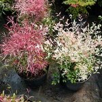 Nandina domestica Pink Filament (1)