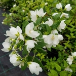 Philadelphus Manteau dHermine (2)