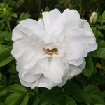 Rosa rugosa Blanc Double de Coubert