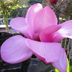 Magnolia Serene (1)