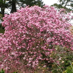 Magnolia Serene