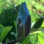 Magnolia acuminata Blue Opal (3)