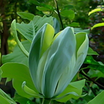 Magnolia acuminata Blue Opal (4)