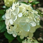 Hydrangea paniculata Petite Star (1)