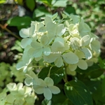 Hydrangea paniculata Petite Star (2)