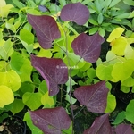 Cercis canadensis Red Force (1)