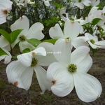 Cornus florida Cloud Nine (14)