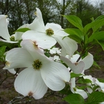 Cornus florida Cloud Nine (18)