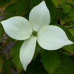 Cornus kousa Blooming White Tetra
