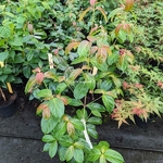 Cornus Summer Flair