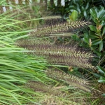 Pennisetum orientale Karley Rose (1)