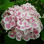 Hydrangea macrophylla Frau Fujiyo (1)