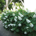 Hydrangea quercifolia Gatsby Girl (2)