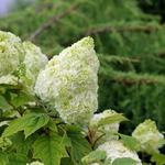 Hydrangea quercifolia Gatsby Moon (3)