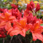 Rhododendron Feuerwerk (2)