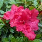 Rhododendron repetita Red (2)