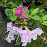 Rhododendron Encore Twist mélange