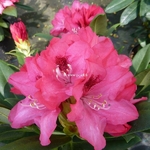 Rhododendron yakushimanum Sneezy (2)