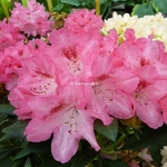 Rhododendron yakushimanum Sneezy (4)