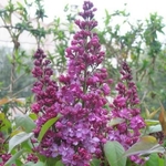 Syringa vulgaris Prince Wolkonsky