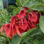 Erythrina crista galli Compacta