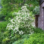 Cornus angustata Empress of China