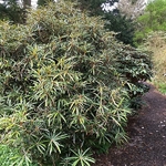 Rhododendron makinoi