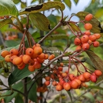 Viburnum setigerum