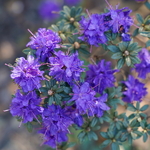 Rhododendron impeditum Azurika (2)
