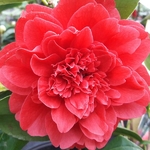 Camellia japonica Manuroa Road (3)