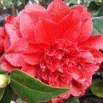 Camellia japonica Manuroa Road (1)