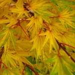 Acer palmatum Okushimo (2)