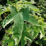 Liquidambar styraciflua Albomarginata Manon (2)