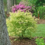 Acer palmatum Metamorphosa (2)