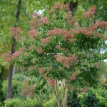 Heptacodium miconioides Temple of Bloom (2)