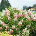 Hydrangea paniculata Pinky Winky