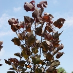 Populus deltoides Purple Tower (1)