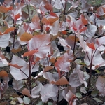Populus deltoides Purple Tower (2)