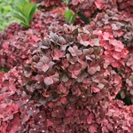 Hydrangea macrophylla Chocolate EVER-BELLES