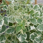 Hydrangea anomala ssp. petiolaris Silver Lining