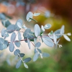 Eucalyptus gunnii Silverana (4)