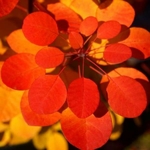 Cotinus Flamissimo (1)