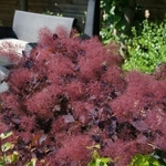 Cotinus coggygria Dusky Maiden