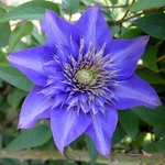 Clematis Multi Blue (2)