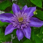 Clematis Multi Blue (3)