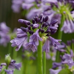 Agapanthus Poppin Purple (2)