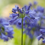 Agapanthus Ever Sapphire (2)