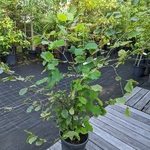 Corylus avellana (2)