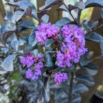 Lagerstroemia indica Black Diamond Purely Purple