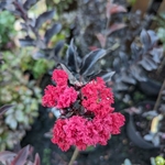 Lagerstroemia indica Black Diamond Red Hot